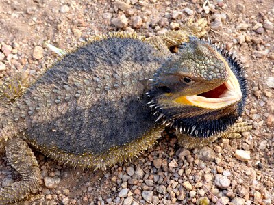 Reptile wildlife wild