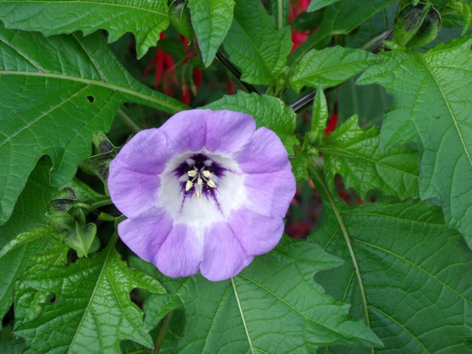 Blue bell plant nightshade