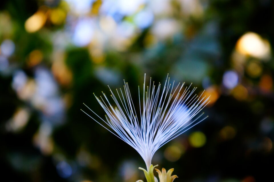 Nature pollen fruit