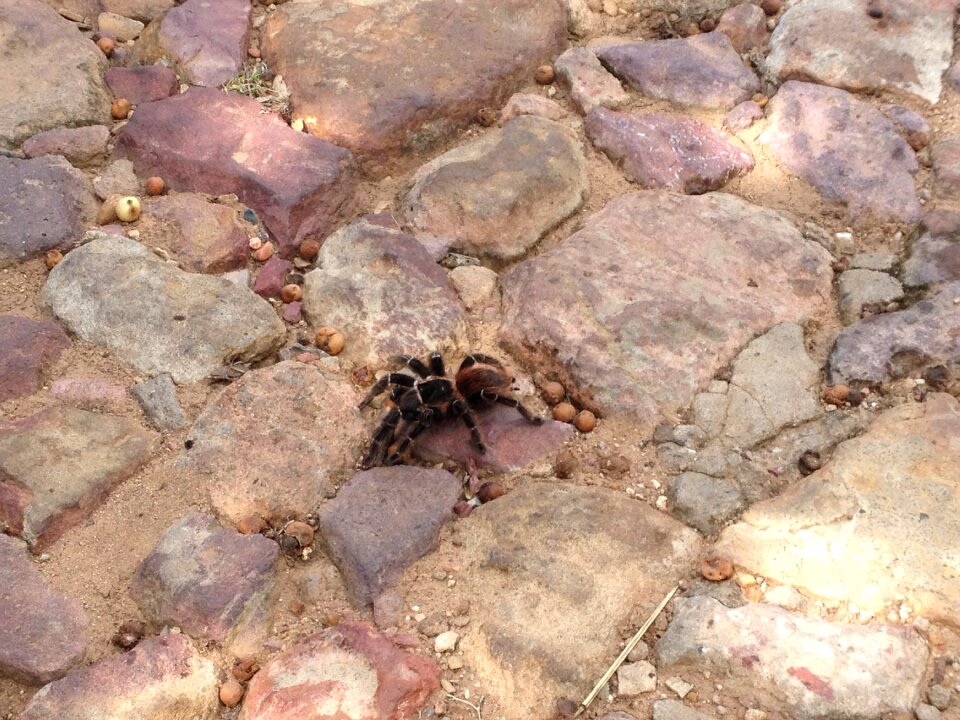 Tarantula nature bugs