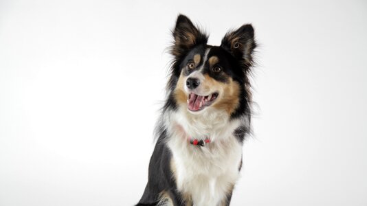 Collie bitch tricolor