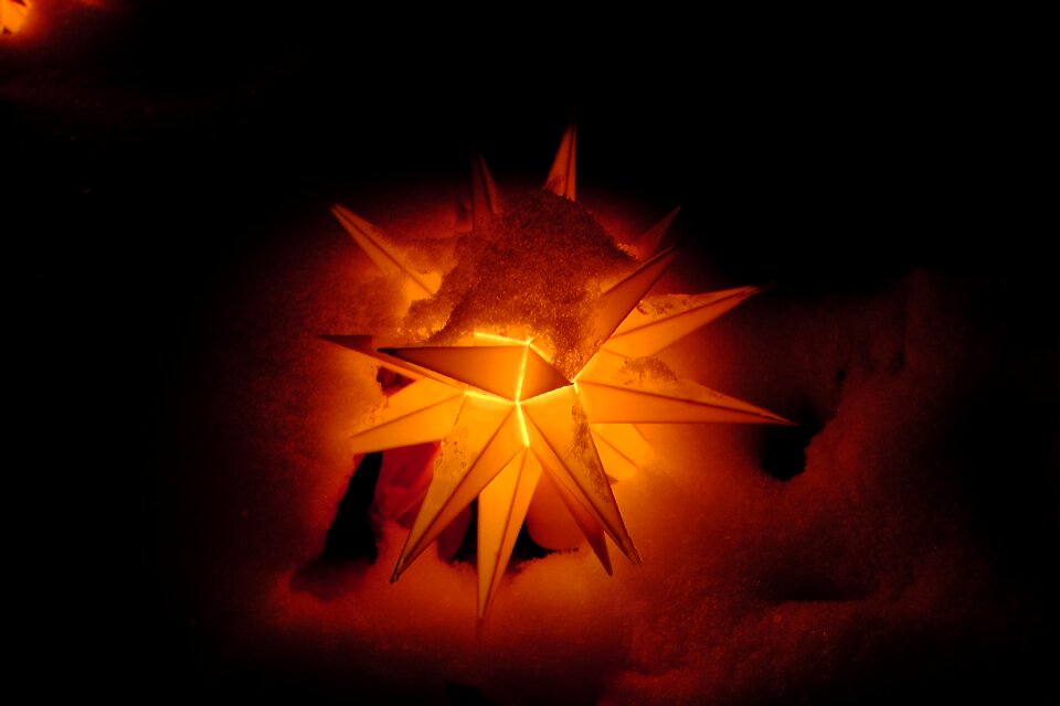 Poinsettia snow wintry