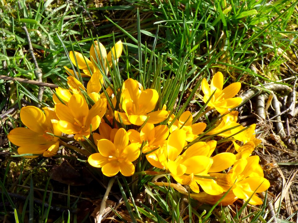 Garden flower nature