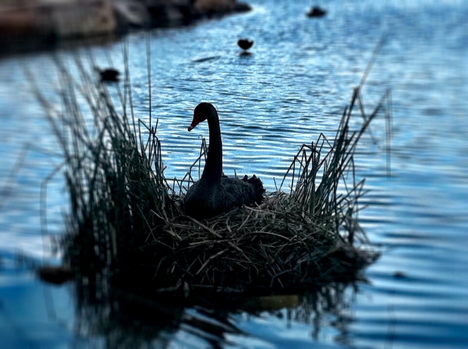 Bird pond