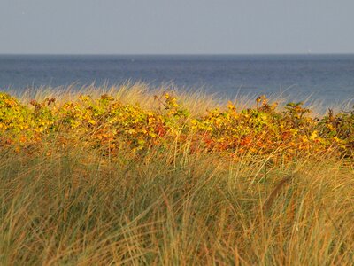 Dune grass coast coastal landscape
