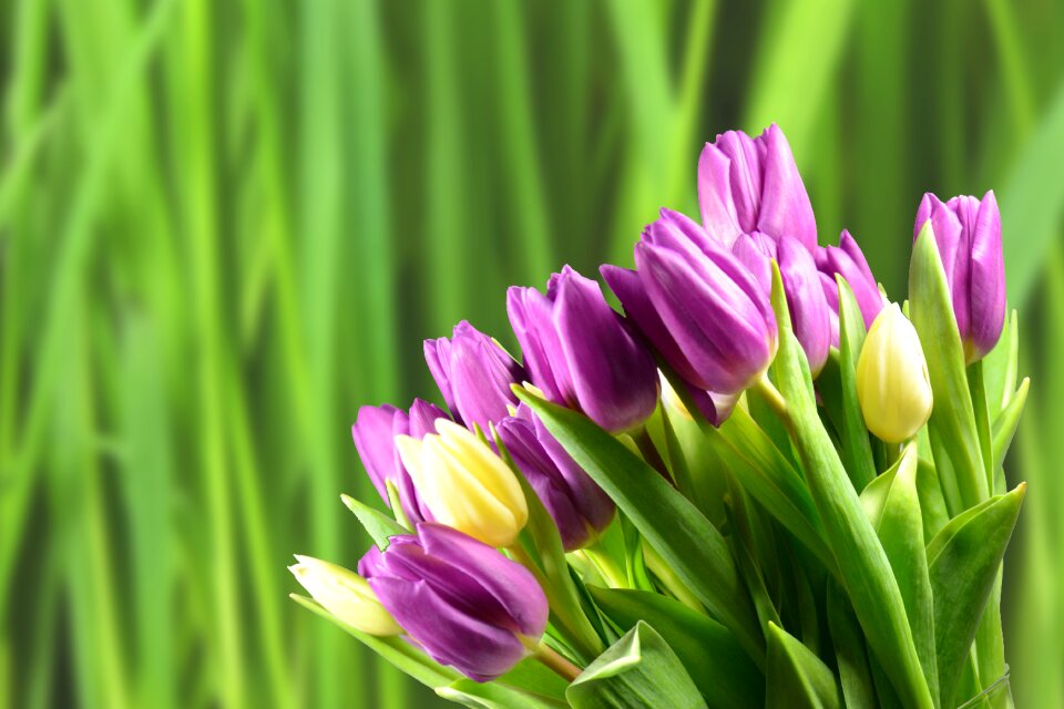 Flowers nature garden