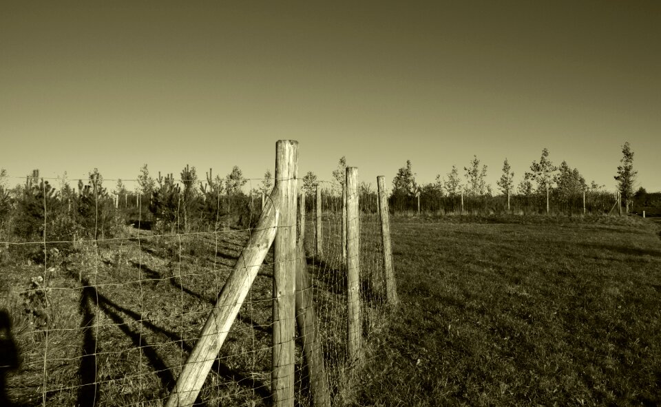 Summer sepia meadow