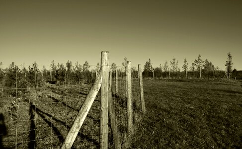 Summer sepia meadow