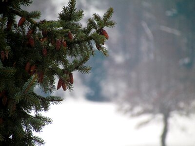 Branch winter needles