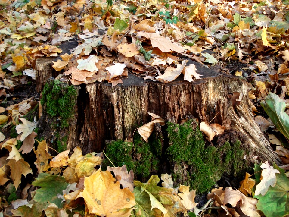 Season forest nature