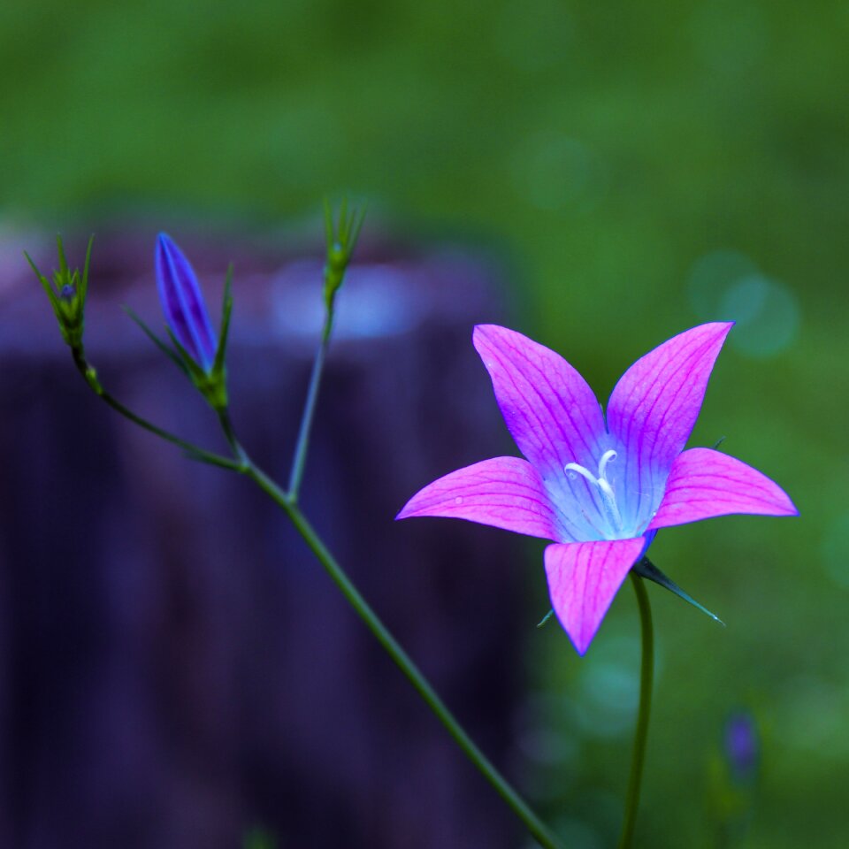 Plant flora bloom photo