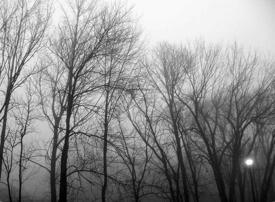 Nature landscape woods