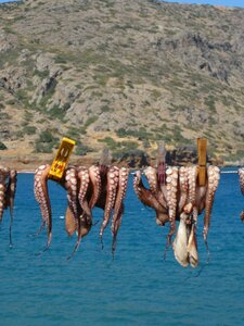 Vacations dry animals