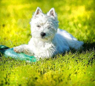 Westie garden white