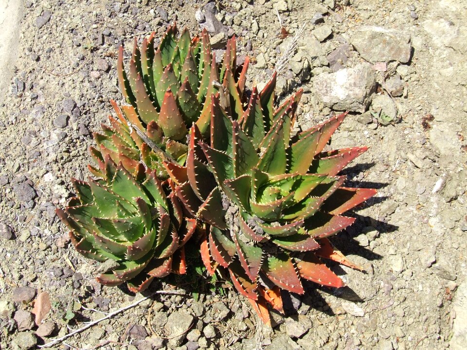 Cactus survival stone
