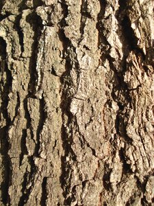 Texture brown pattern