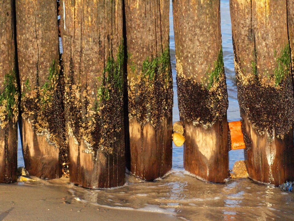 Breakwater fouling overgrown