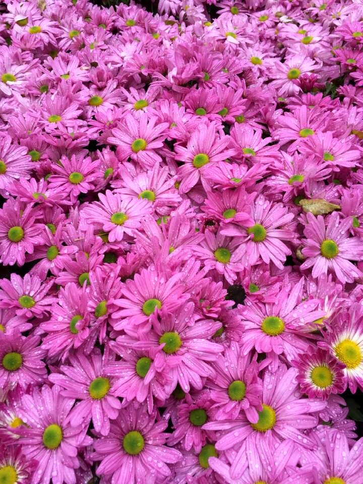 Chrysanthemum hangzhou botanical garden hangzhou