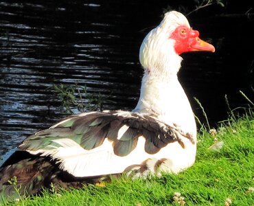 Duck animal