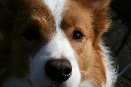 Collie red dog photo