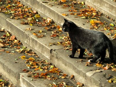 Trap leaves autumn