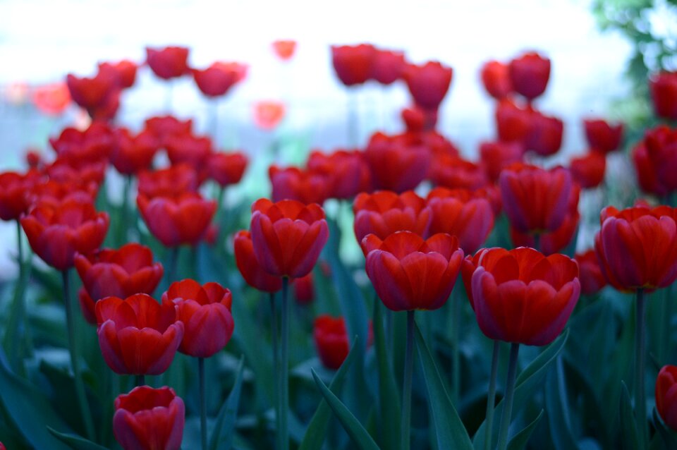 Red summer garden