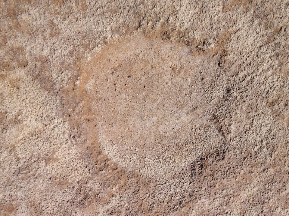 Animal footprints backgrounds