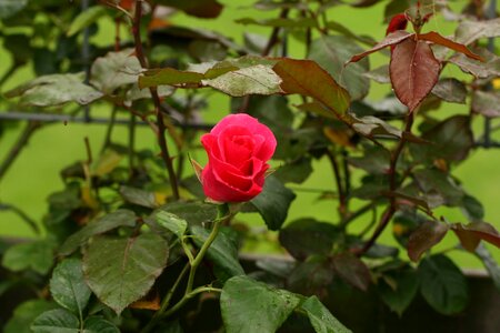 Rambler summer garden photo