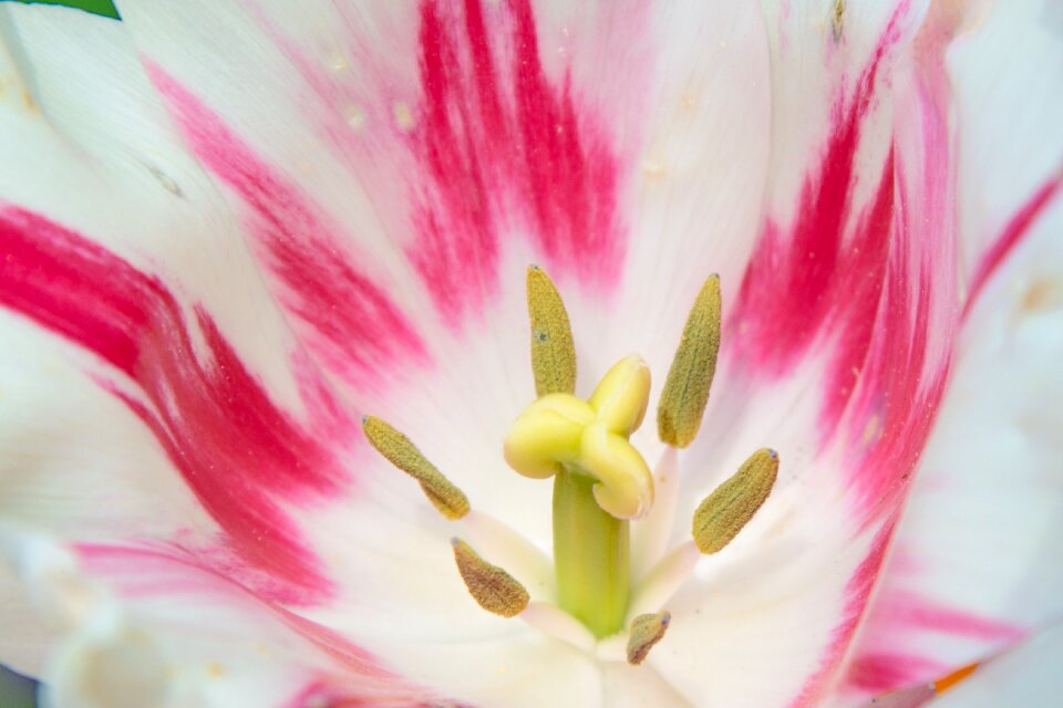 Spring flower red