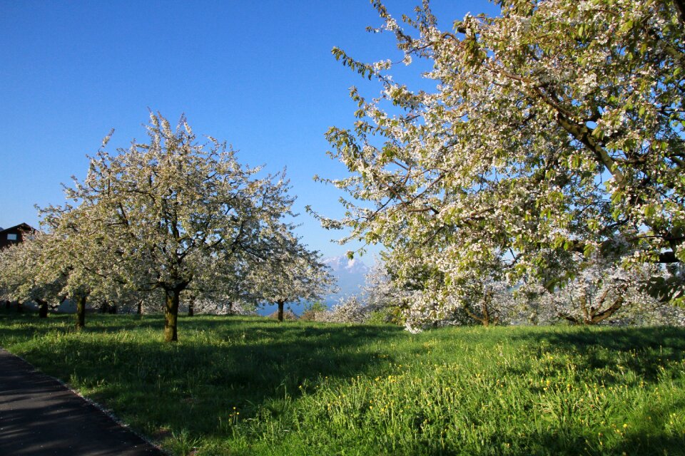 Cherry trees flowers spring