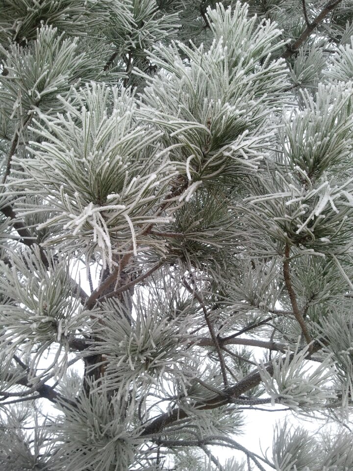 Winter tree
