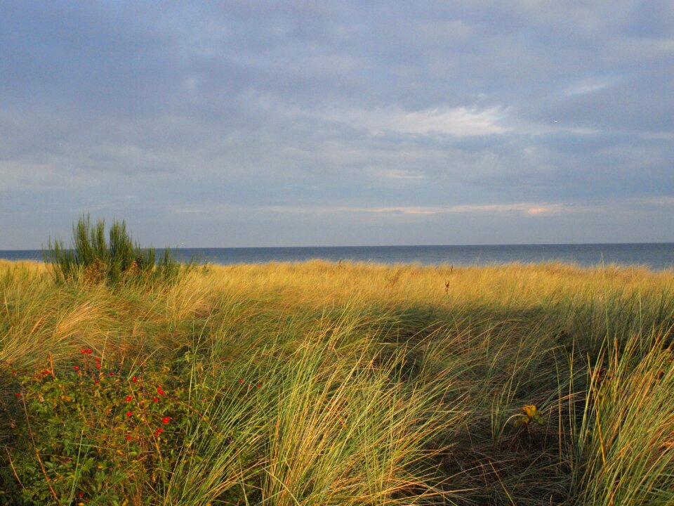 Dune grass coast coastal landscape
