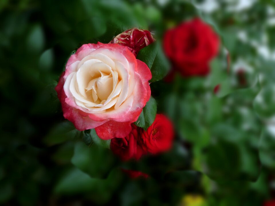 Plant white red