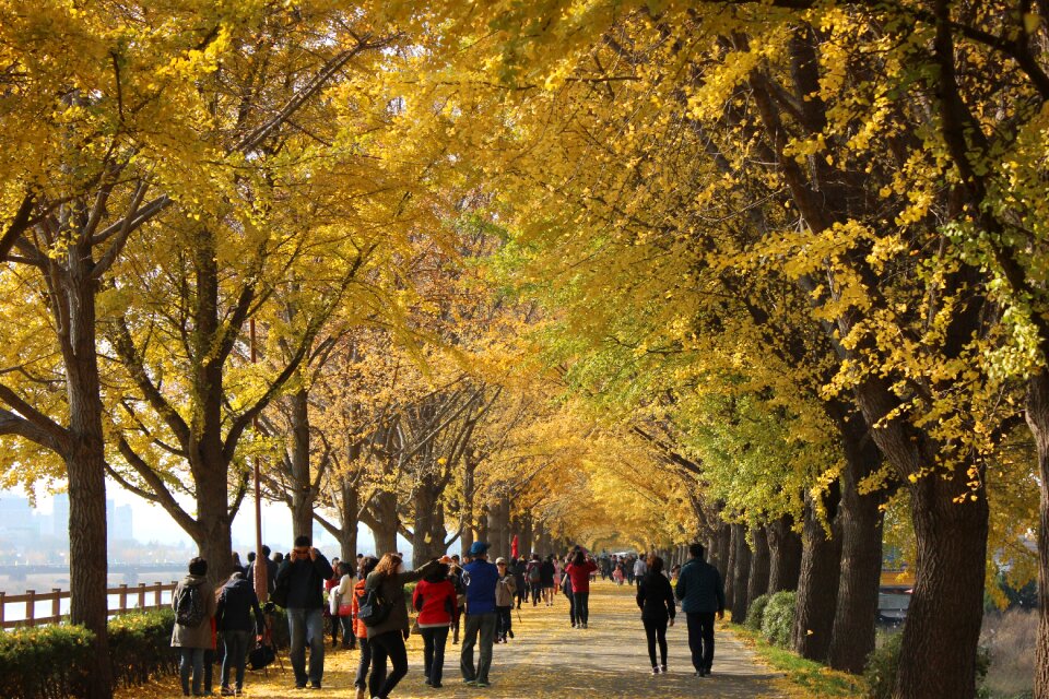 Ginkgo travel wood