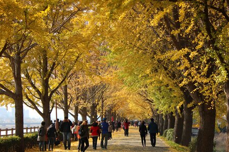 Ginkgo travel wood