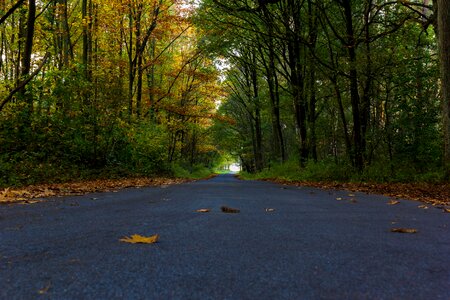 Nature autumn asphalt photo