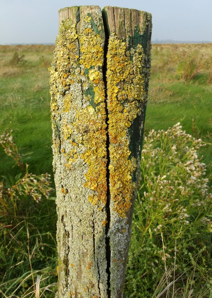 Grenzpfahl pile old