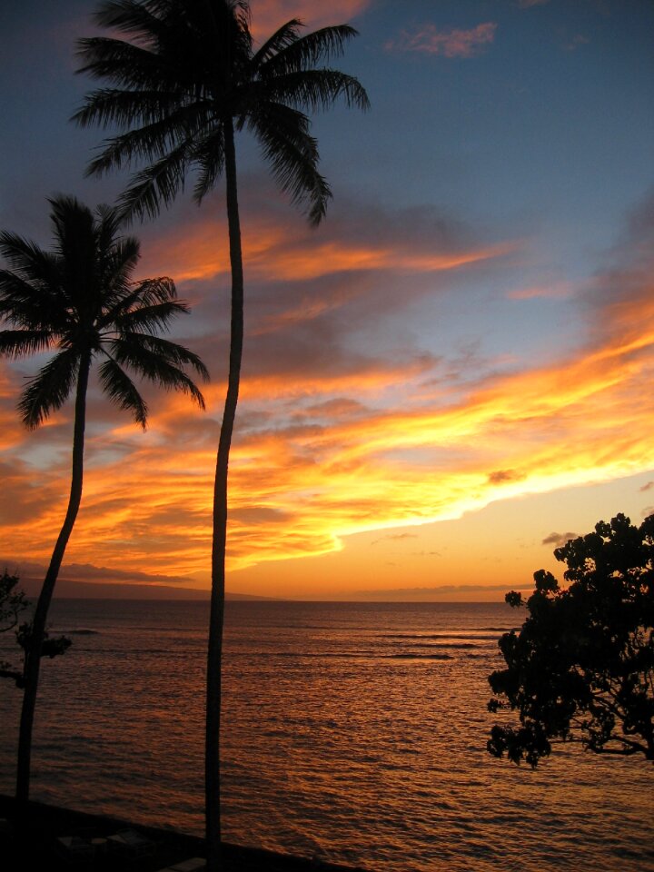 Palm trees beach