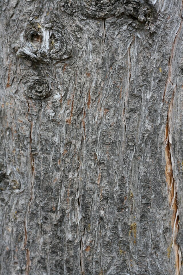 Texture nature trunk