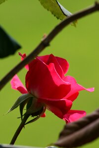 Garden red rose summer photo