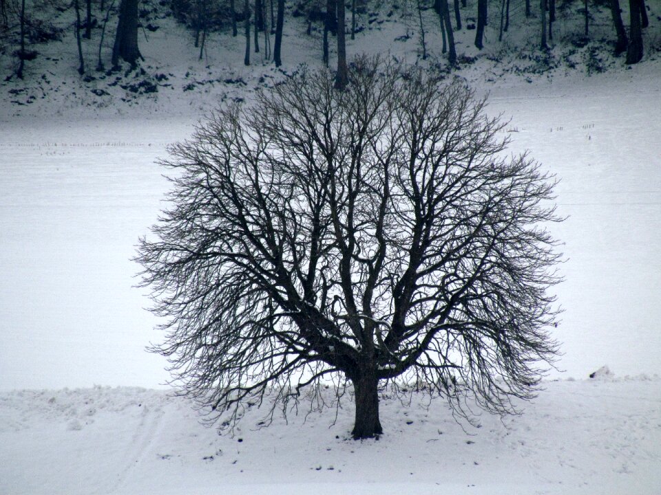 Tree winter snow