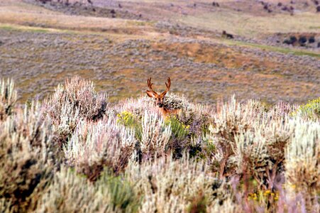 Nature wildlife mammal