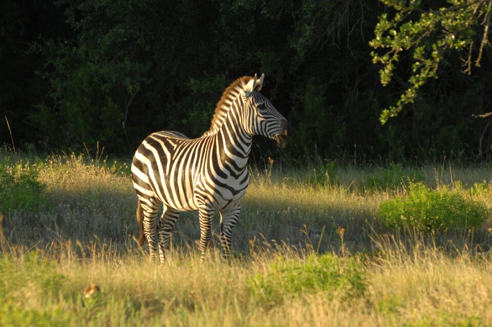 Nature africa safari