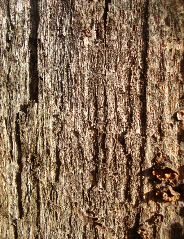 Texture brown pattern