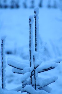 Cold nature frost