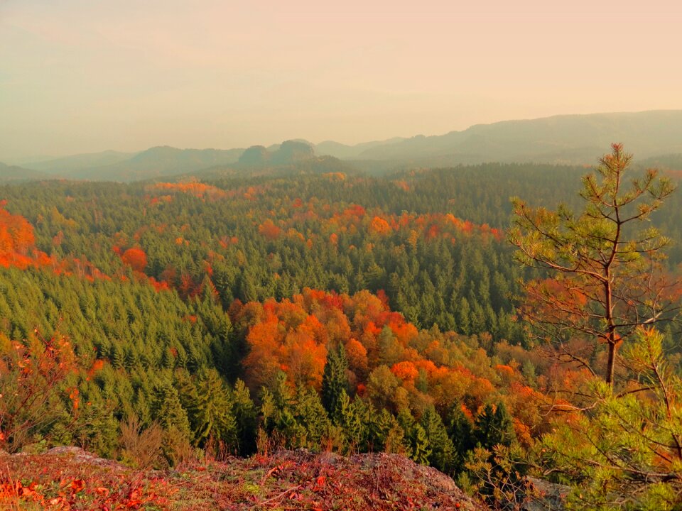 Autumn evening autumn forest autumn mood