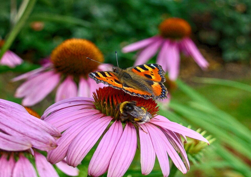 Orangerie bug flower