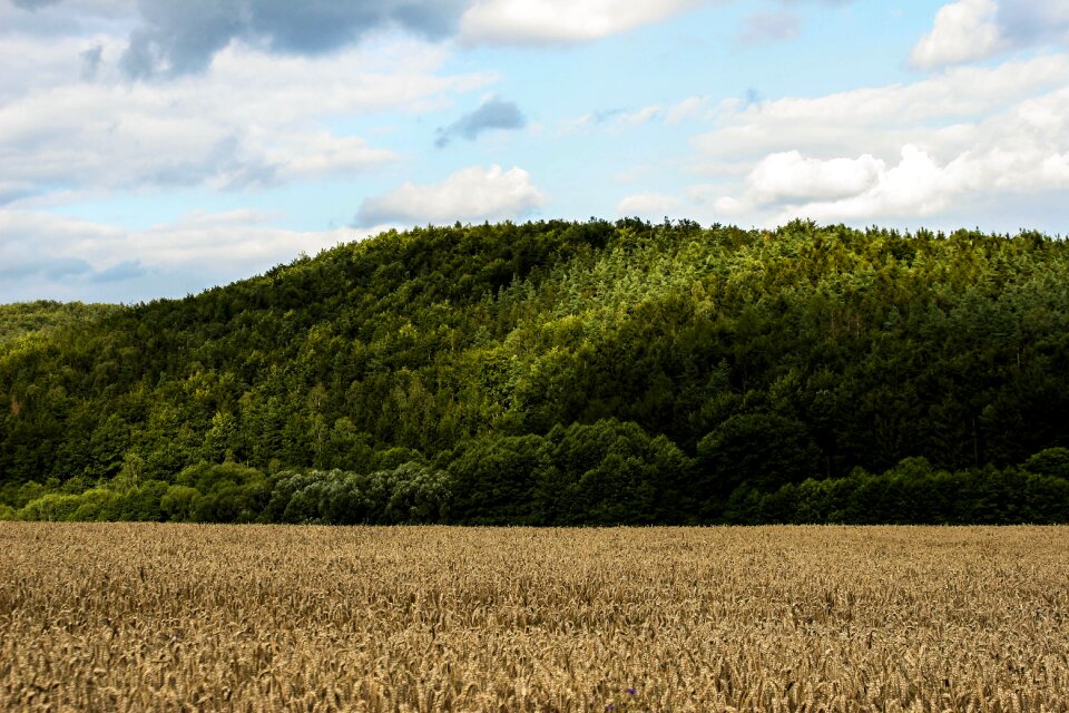 Landscape nature forest