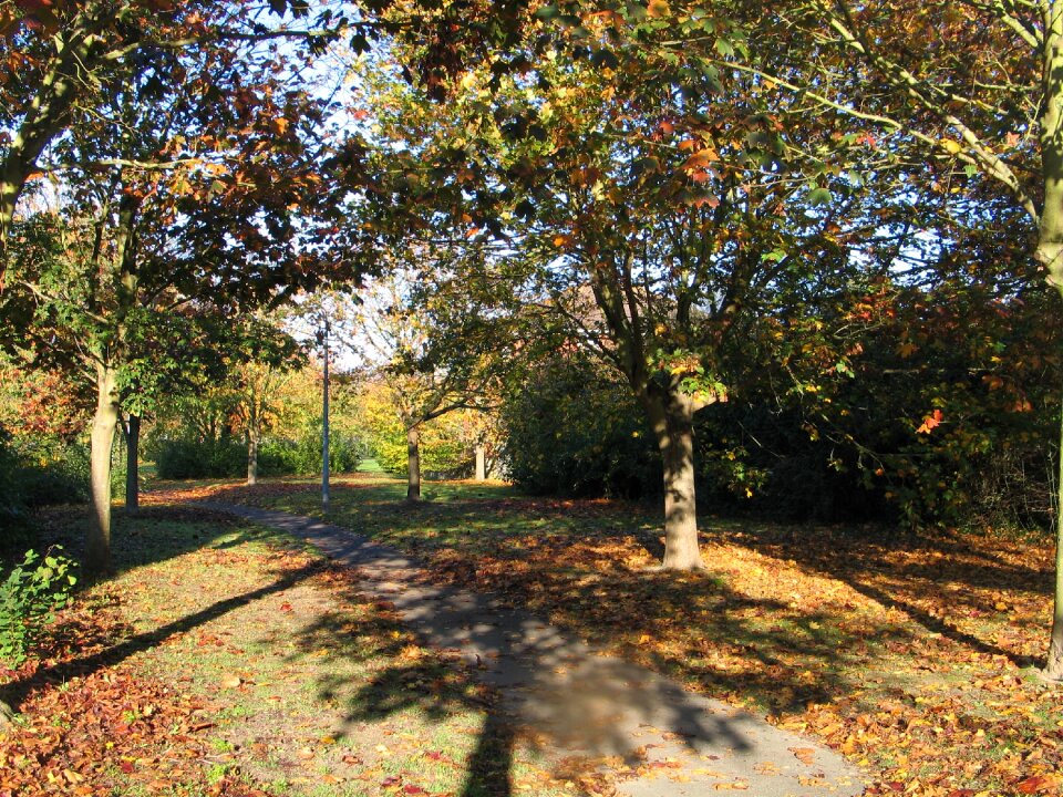 Nature forest maple