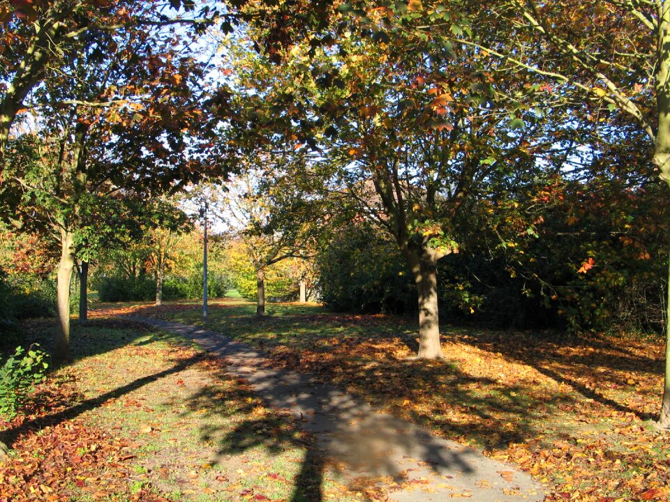 Nature forest maple photo